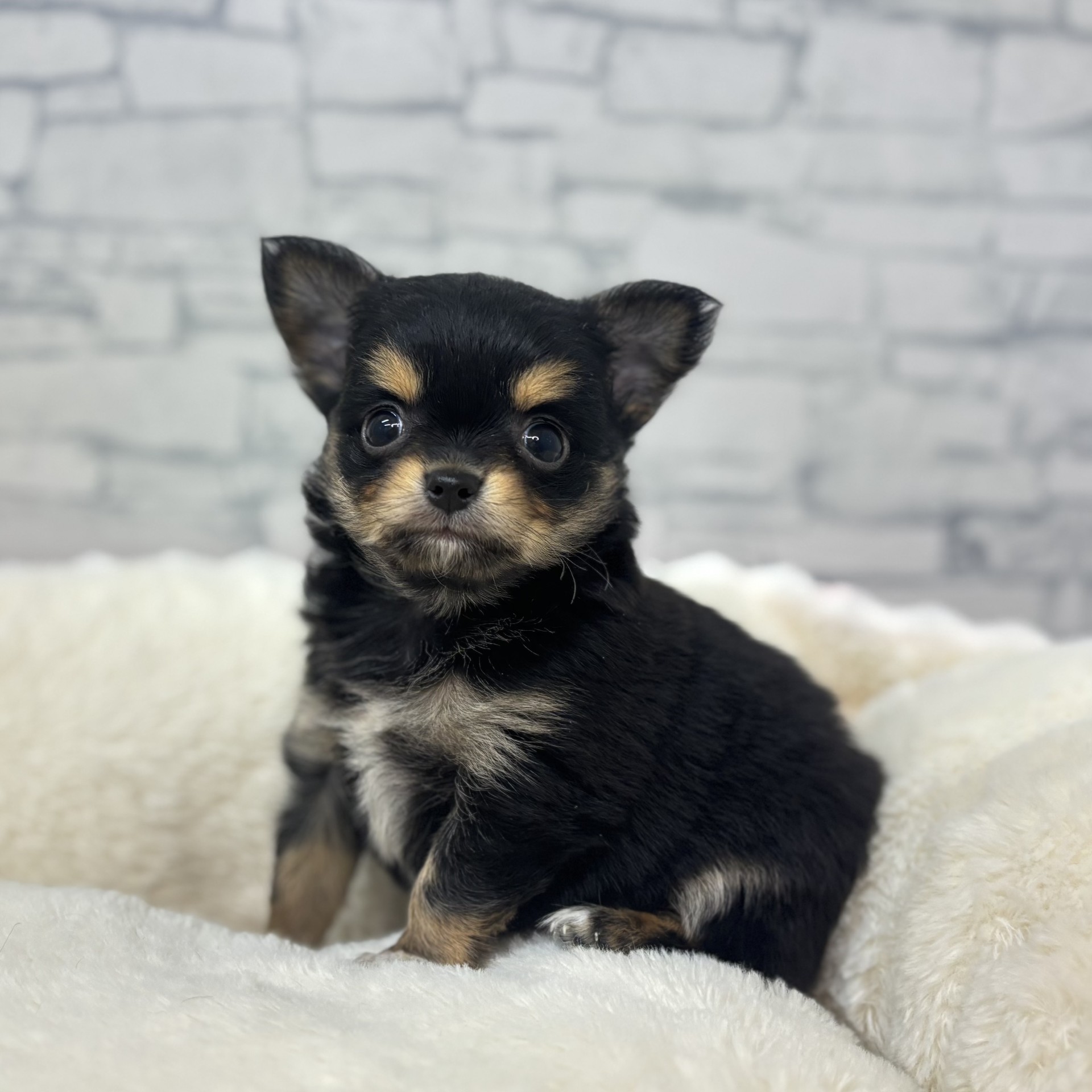 チワワ（ロング）男の子の写真