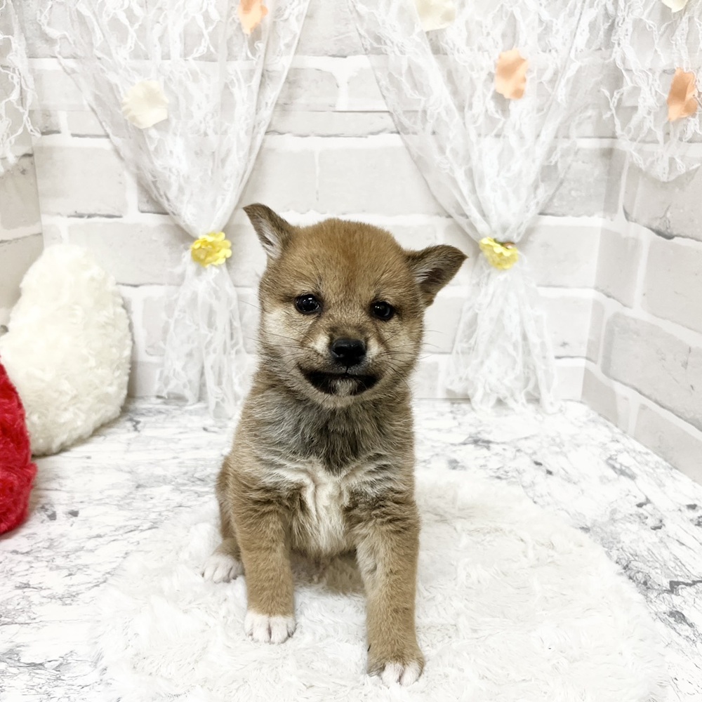 京都府の柴犬(標準サイズ) (犬の家＆猫の里京都精華店/2026年3月5日生まれ/女の子/赤)の子犬の1枚目の画像