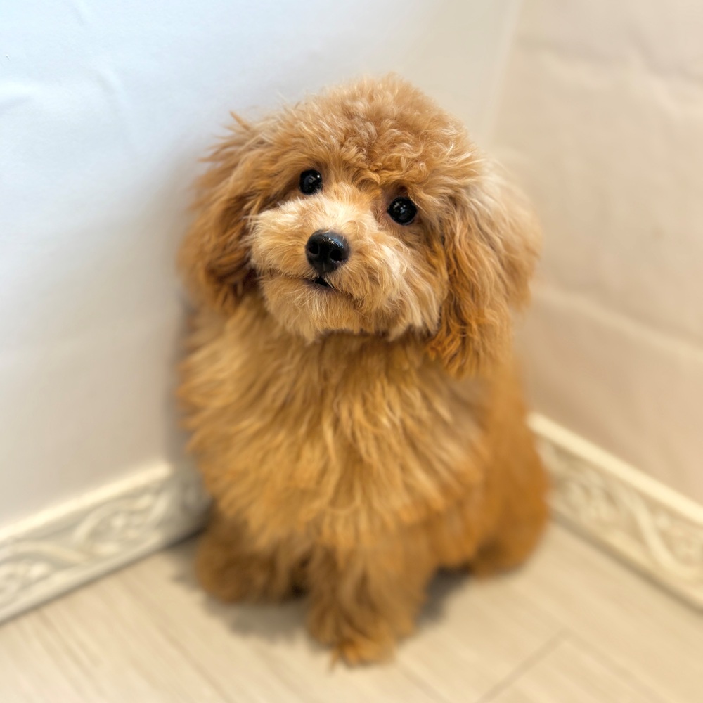 愛知県のトイプードル(タイニー) (犬の家＆猫の里春日井本店/2026年3月7日生まれ/男の子/オレンジフォーン)の子犬の1枚目の画像