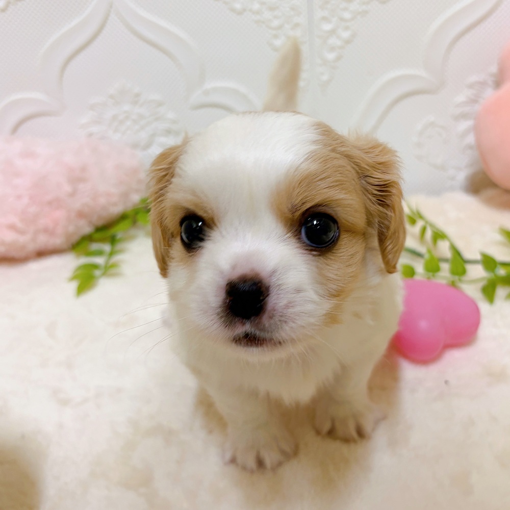 生体画像９