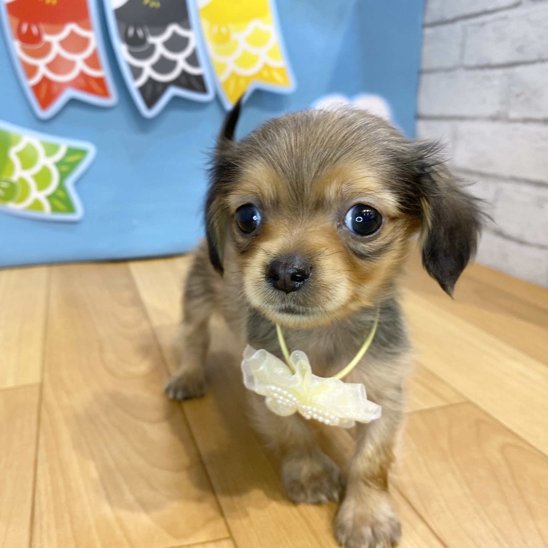 長野県のチワックス(チワワ×ダックス) (犬の家＆猫の里カインズ梓川店/2026年3月7日生まれ/男の子/レッド)の子犬の1枚目の画像