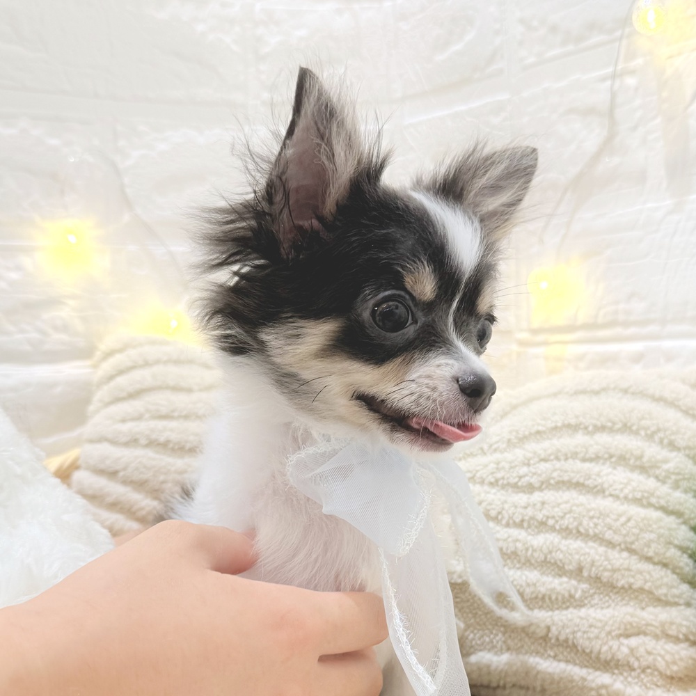 生体画像９