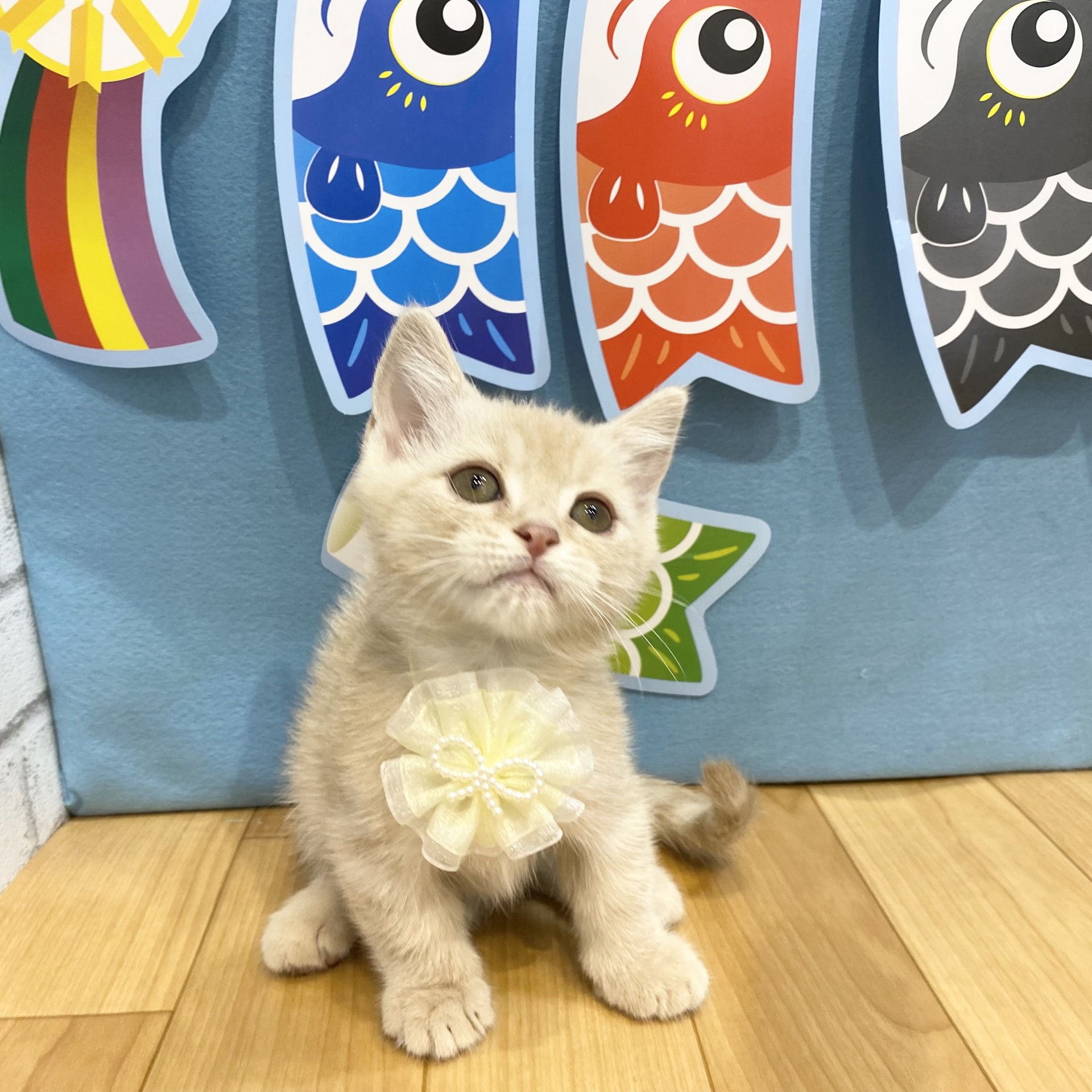 生体画像９