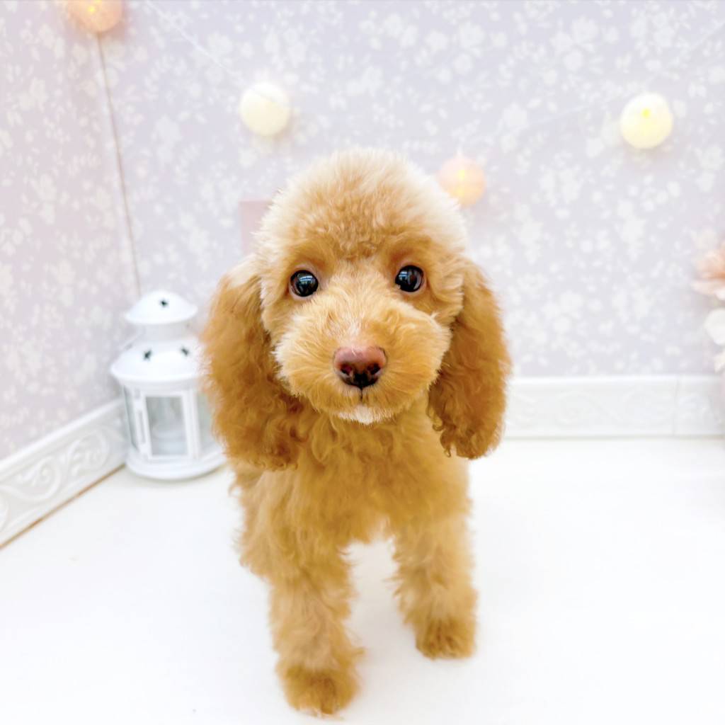 富山県のトイプードル(トイ) (犬の家＆猫の里富山店/2026年3月10日生まれ/女の子/レッド)の子犬の1枚目の画像
