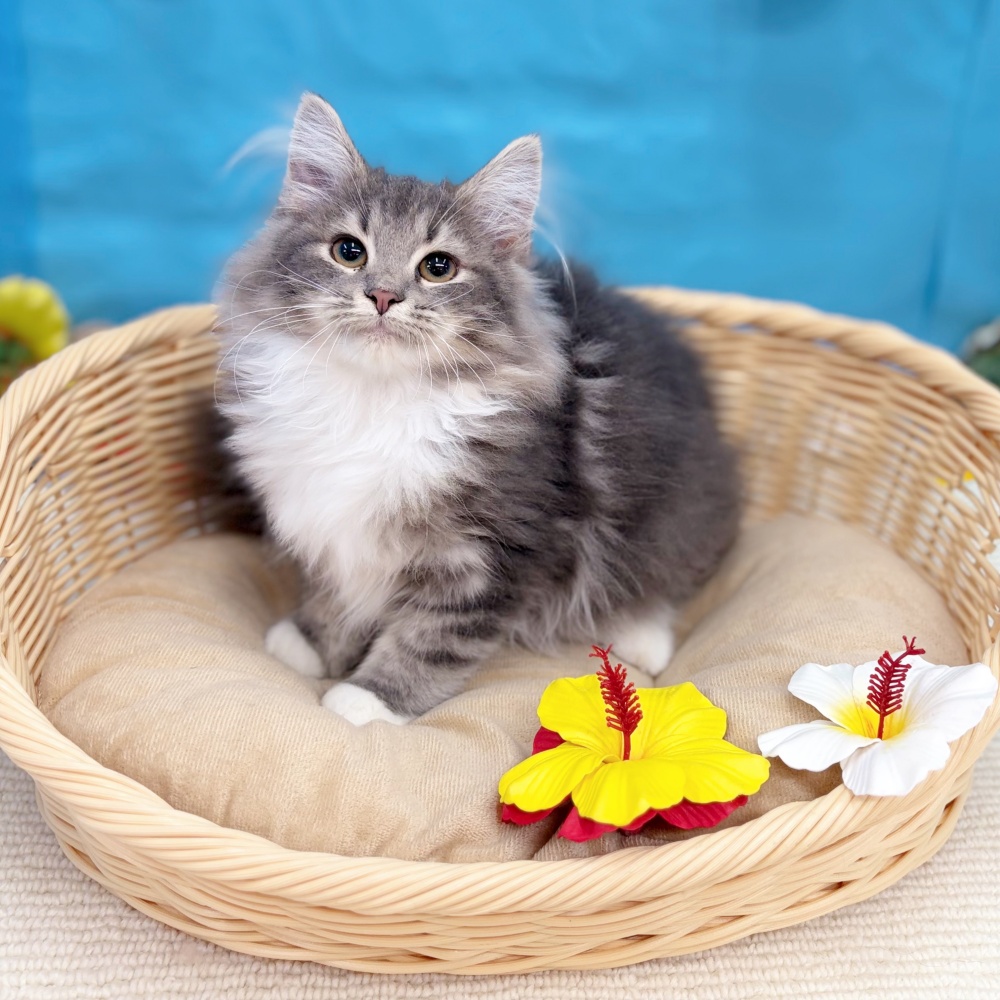 岐阜県のノルウェージャンフォレストキャット (犬の家＆猫の里岐南店/2026年3月2日生まれ/女の子/ブルータビーホワイト)の子猫の1枚目の画像