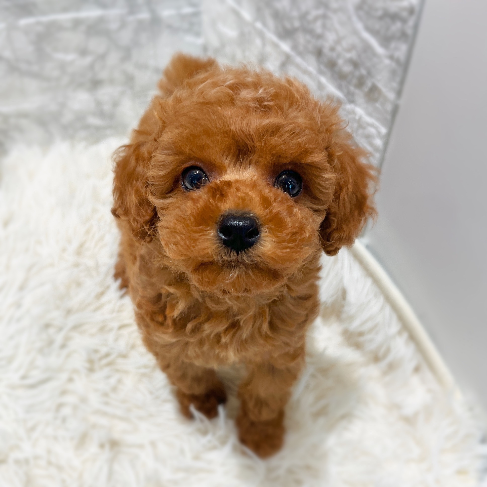 愛知県のトイプードル(トイ) (犬の家＆猫の里MiO香久山店/2026年3月15日生まれ/女の子/レッドフォーン)の子犬の1枚目の画像