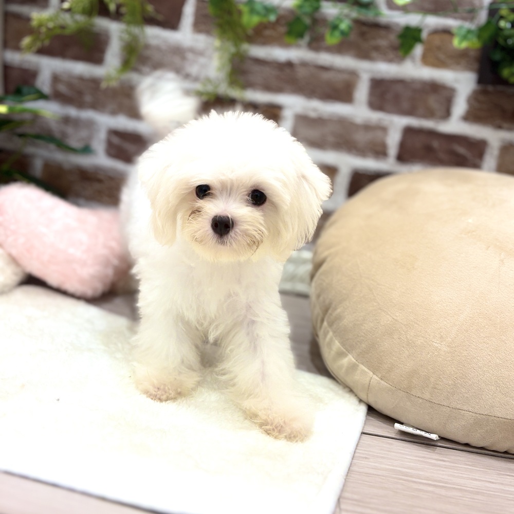 三重県のマルチーズ (犬の家＆猫の里三重桑名店/2026年3月14日生まれ/男の子/ホワイト)の子犬の1枚目の画像