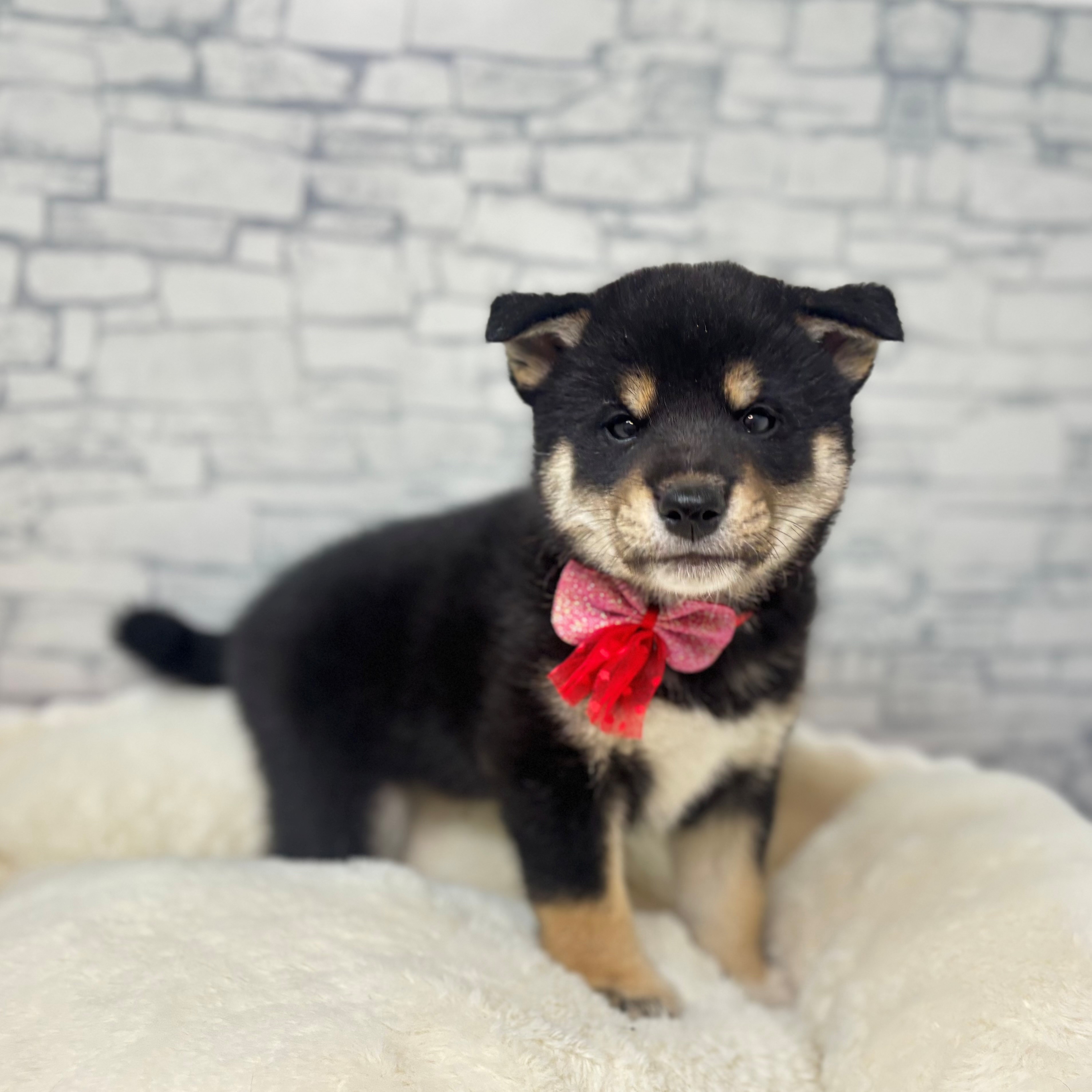 長野県の柴犬(標準サイズ) (犬の家＆猫の里長野店/2026年3月17日生まれ/男の子/黒)の子犬の1枚目の画像