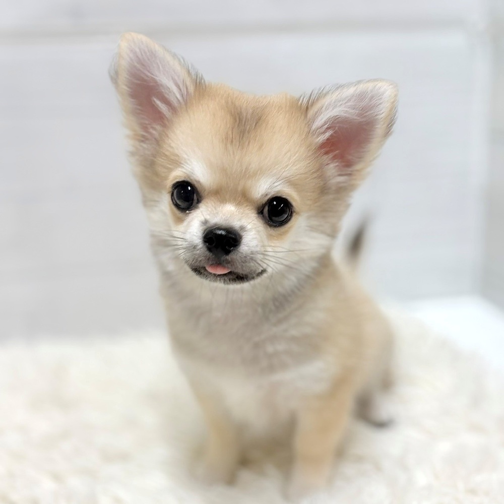 愛知県のチワワ(ロング) (犬の家＆猫の里豊田店/2026年3月17日生まれ/男の子/フォーンホワイト)の子犬の1枚目の画像