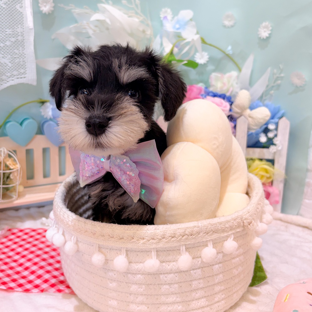 静岡県のミニチュアシュナウザー (犬の家＆猫の里富士店/2026年3月22日生まれ/女の子/ブラックシルバー)の子犬の1枚目の画像