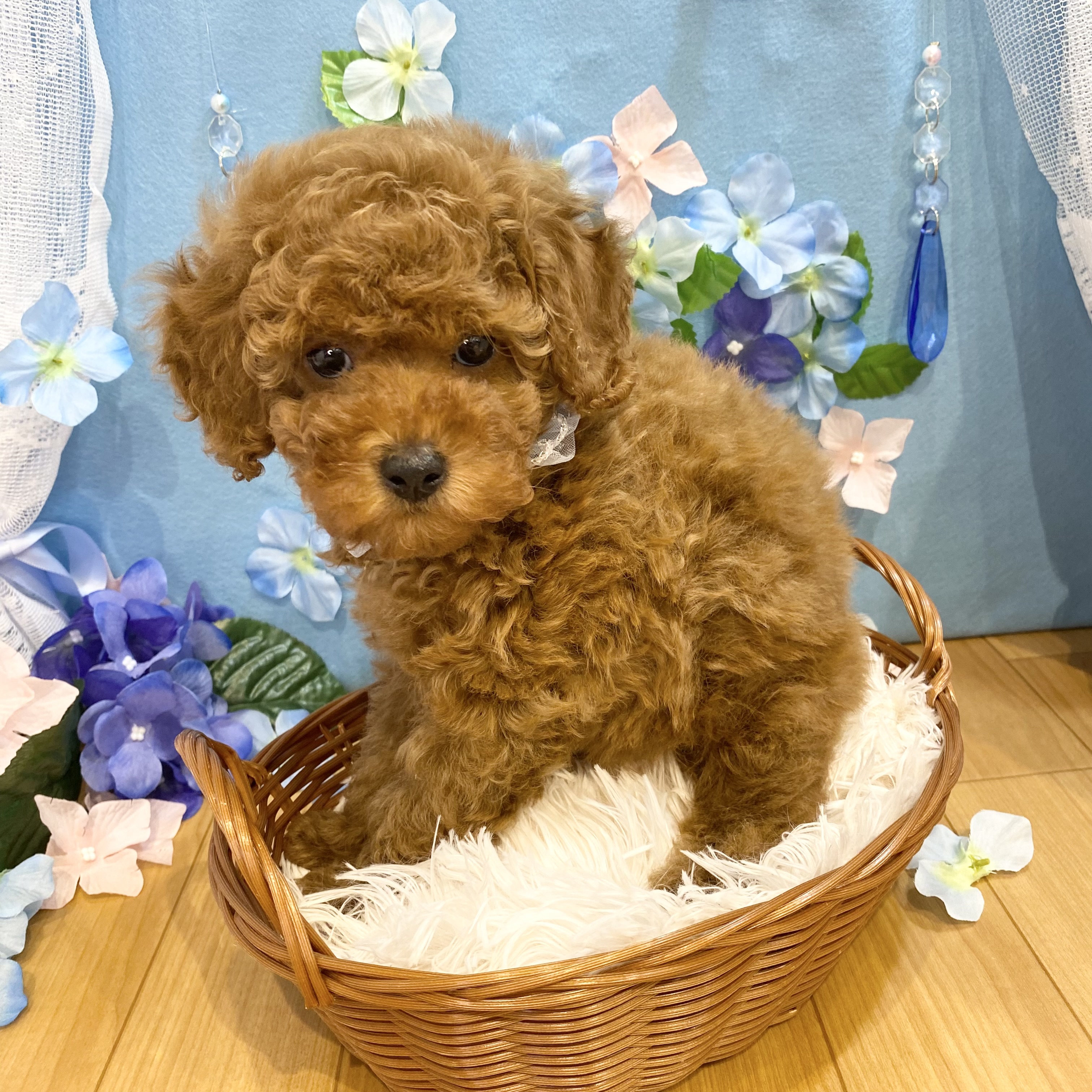 長野県のトイプードル(トイ) (犬の家＆猫の里カインズ梓川店/2026年3月21日生まれ/男の子/レッドフォーン)の子犬の1枚目の画像