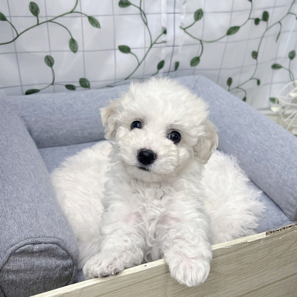 長野県のビションフリーゼ (犬の家＆猫の里塩尻店/2026年3月22日生まれ/女の子/ホワイト)の子犬の1枚目の画像
