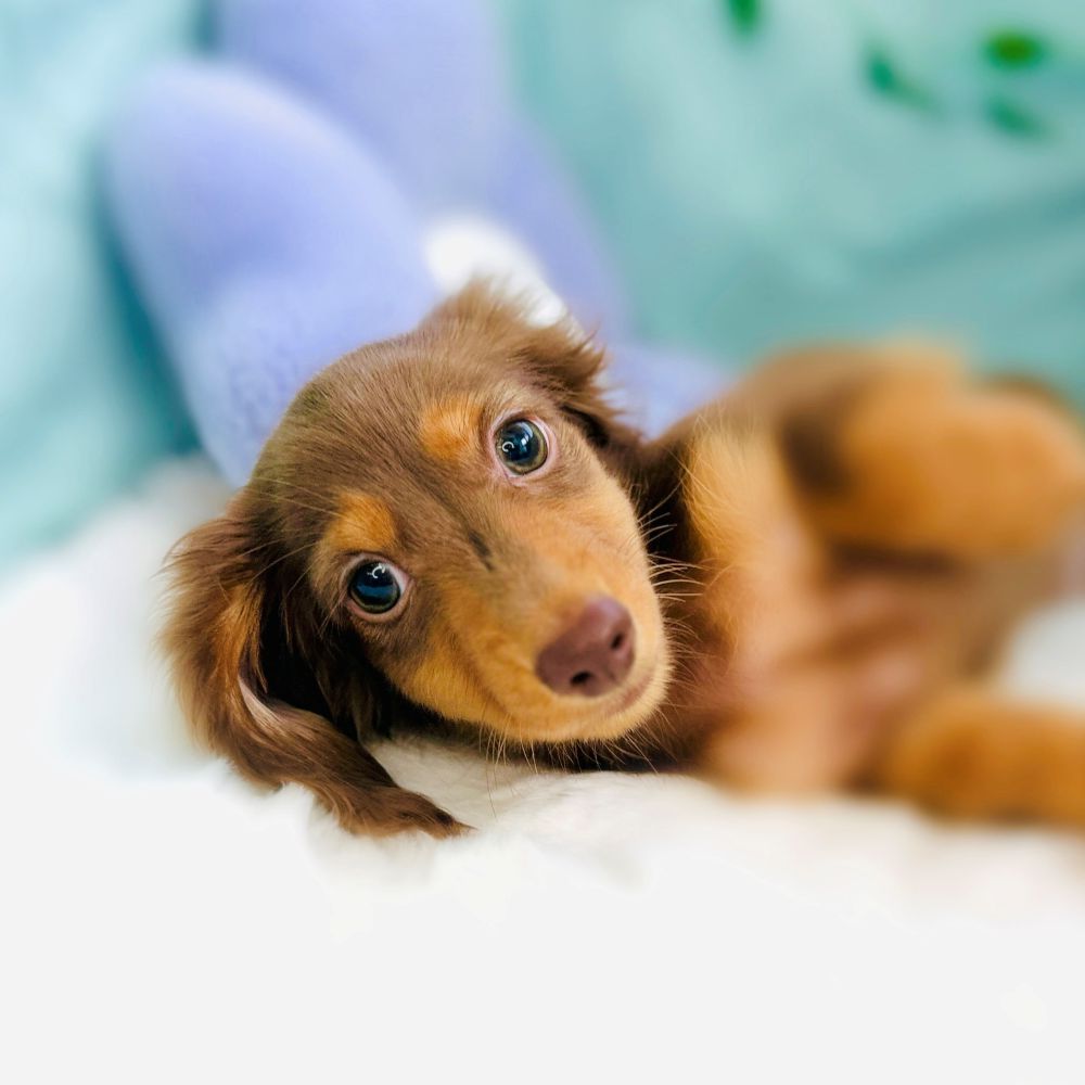 愛知県のカニンヘンダックスフンド(ロング) (犬の家＆猫の里愛知刈谷店/2026年3月24日生まれ/男の子/チョコレートタン)の子犬の1枚目の画像