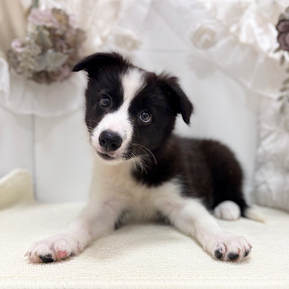 岐阜県のボーダーコリー (犬の家＆猫の里カラフルタウン岐阜店/2026年3月24日生まれ/女の子/ブラックホワイト)の子犬
