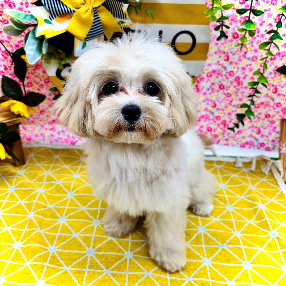 愛知県のマルプー(マルチーズ×プードル) (犬の家＆猫の里名古屋天白店/2026年3月24日生まれ/男の子/クリームホワイト)の子犬の1枚目の画像