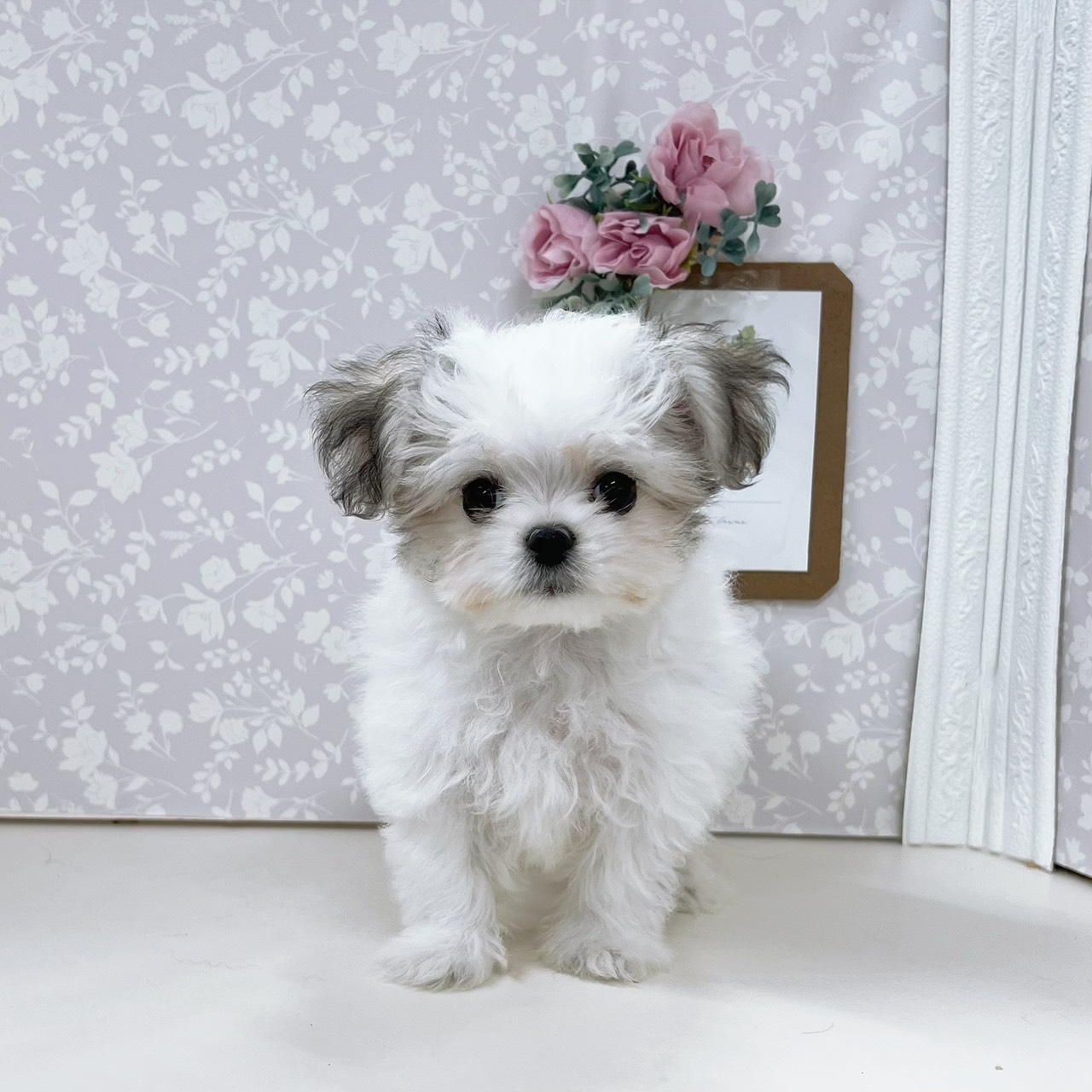 富山県のチワマル/マルチワ(チワワ×マルチーズ) (犬の家＆猫の里アミーゴ高岡蓮花寺店/2026年3月28日生まれ/男の子/パーティーカラー)の子犬の1枚目の画像