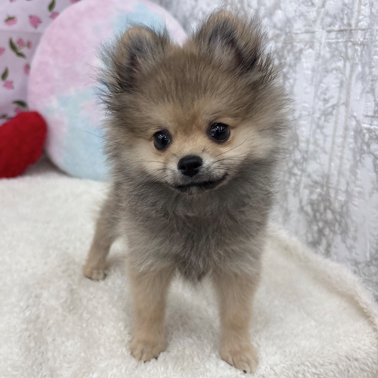 愛知県のポメラニアン (犬の家＆猫の里エアポートウォーク店/2026年3月30日生まれ/女の子/ウルフセーブル)の子犬の1枚目の画像