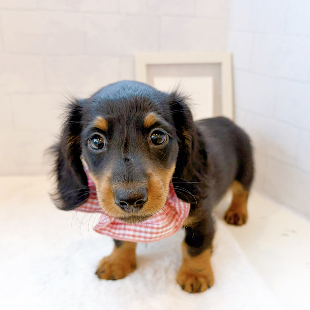 石川県のミニチュアダックスフンド(ロング) (犬の家＆猫の里金沢店/2026年3月31日生まれ/女の子/ブラックタン)の子犬の1枚目の画像