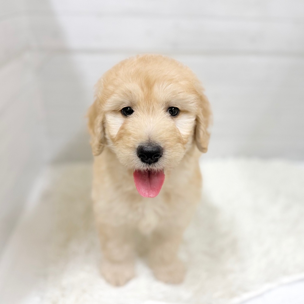 ハーフ犬女の子の写真