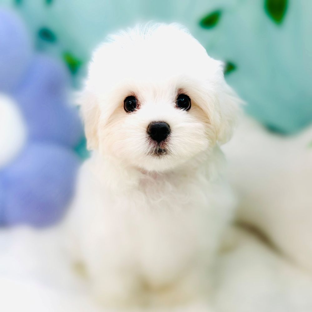 生体画像９