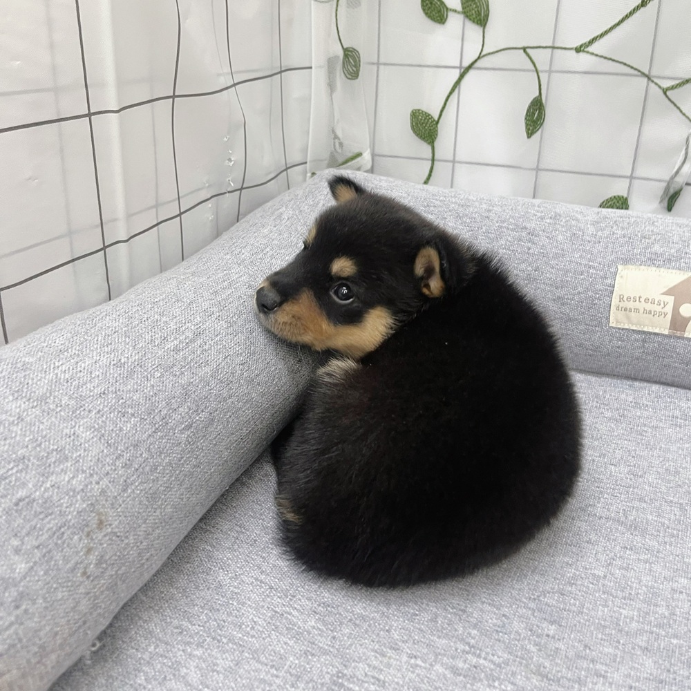 生体画像９