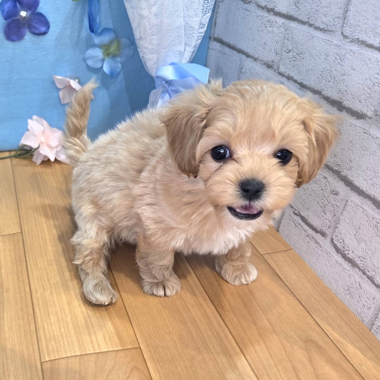 ハーフ犬男の子の写真