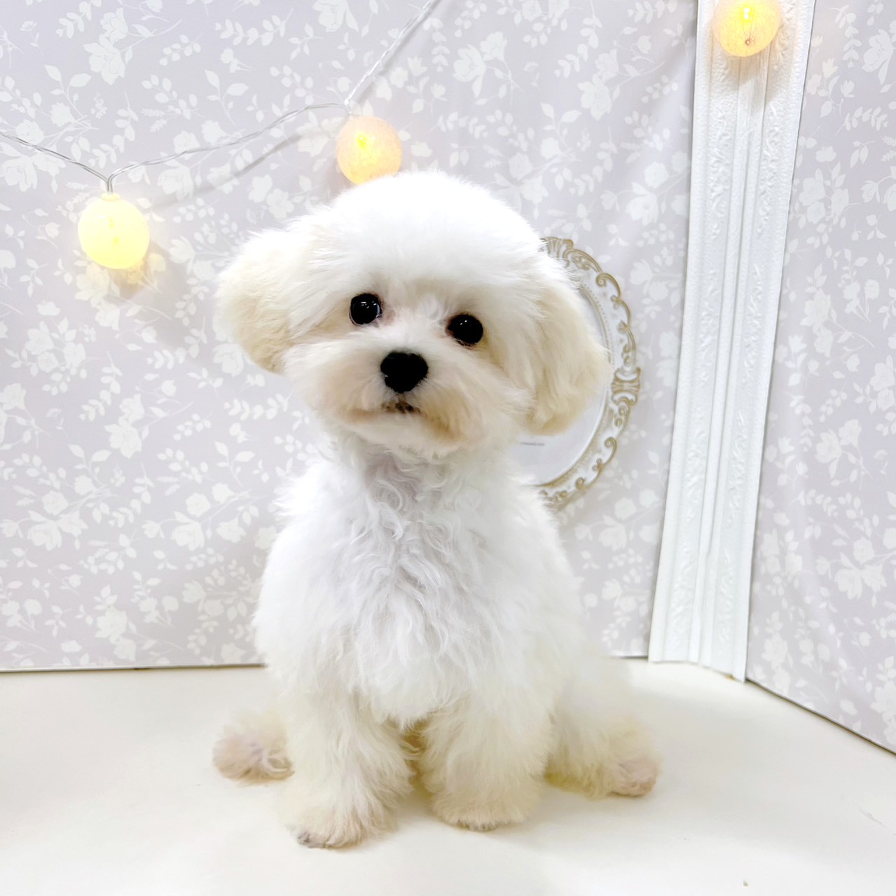 ハーフ犬女の子の写真