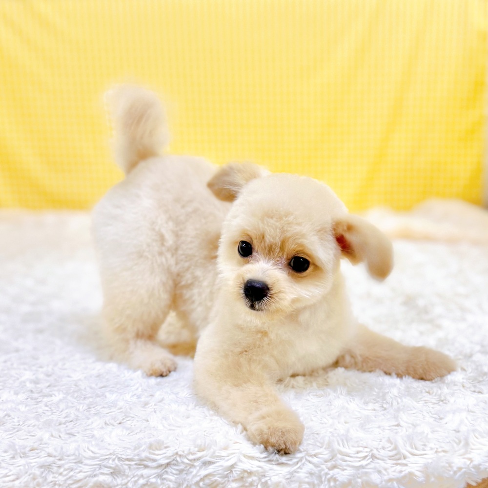 愛知県のポメプー(ポメラニアン×プードル) (犬の家＆猫の里一宮店/2026年4月6日生まれ/男の子/クリーム)の子犬の1枚目の画像
