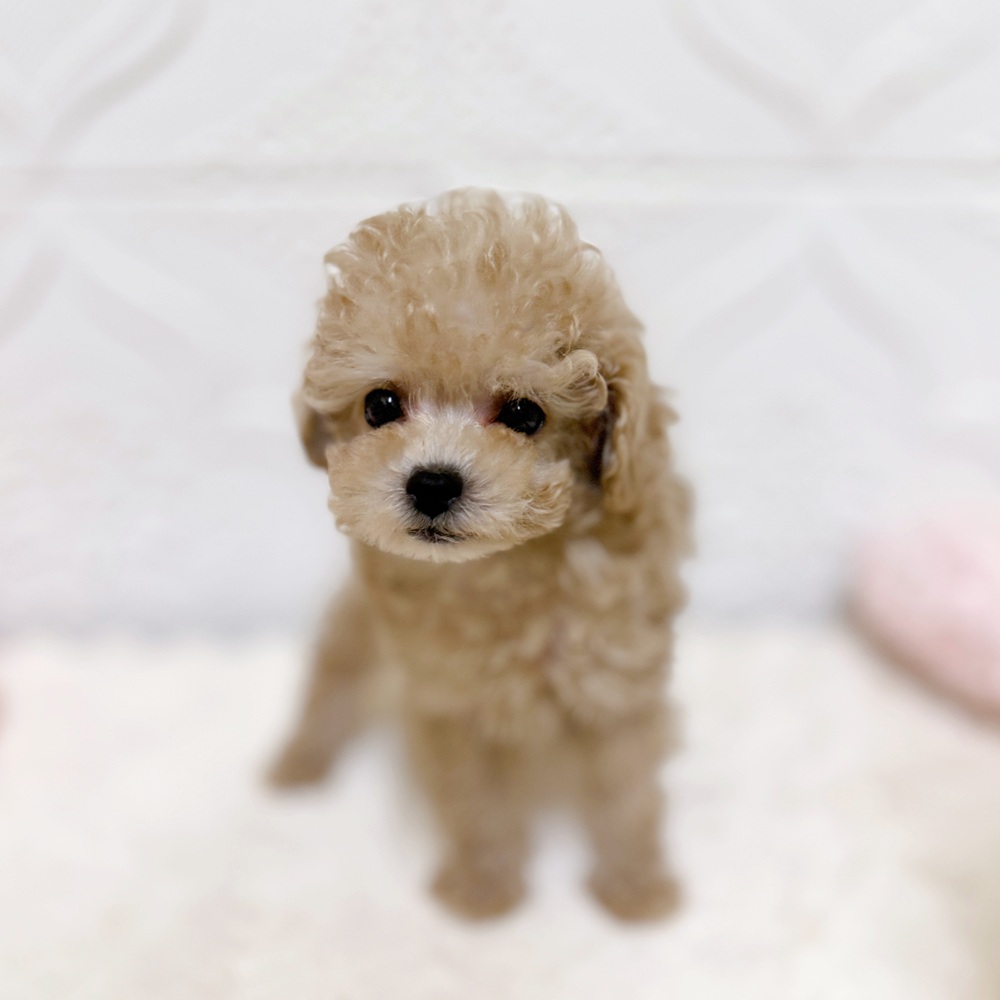 犬の家＆猫の里岡崎店(愛知県)にいるトイプードルの子犬を価格や特徴で