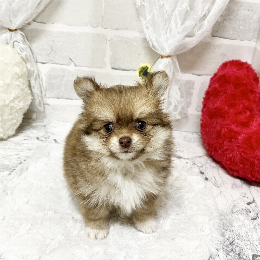 京都府のポメチワ/チワポメ/ポメチー(ポメラニアン×チワワ) (犬の家＆猫の里京都精華店/2026年4月7日生まれ/女の子/レッド)の子犬の1枚目の画像