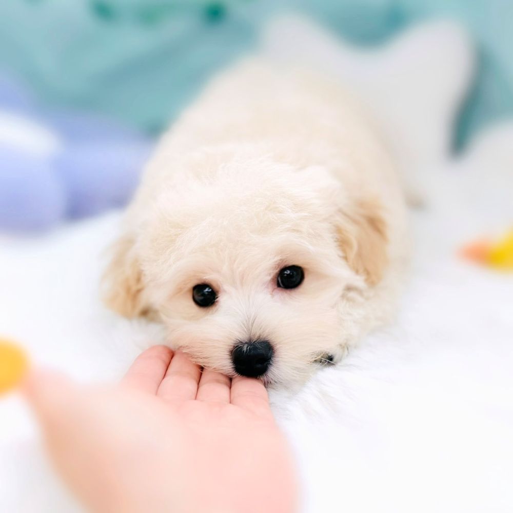 愛知県のマルプー(マルチーズ×プードル) (犬の家＆猫の里愛知刈谷店/2026年4月8日生まれ/男の子/クリーム)の子犬の1枚目の画像