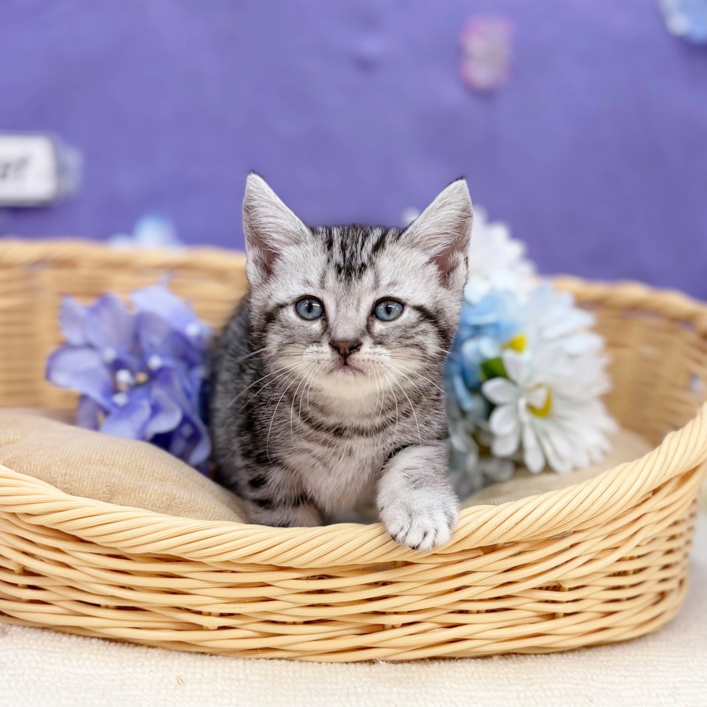 岐阜県のアメリカンショートヘアー (犬の家＆猫の里岐南店/2026年4月12日生まれ/男の子/シルバータビー)の子猫の1枚目の画像