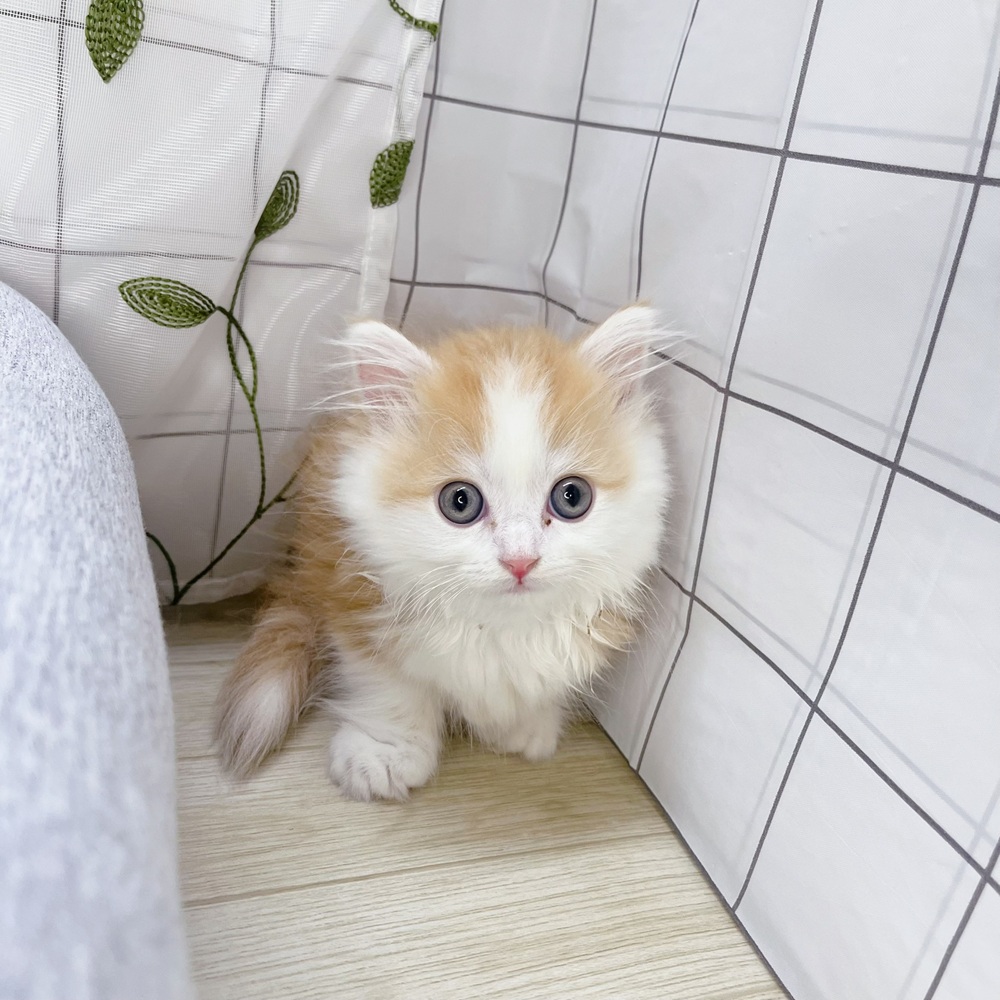 長野県のミヌエット (犬の家＆猫の里塩尻店/2026年4月13日生まれ/男の子/レッドタビーホワイト)の子猫の1枚目の画像