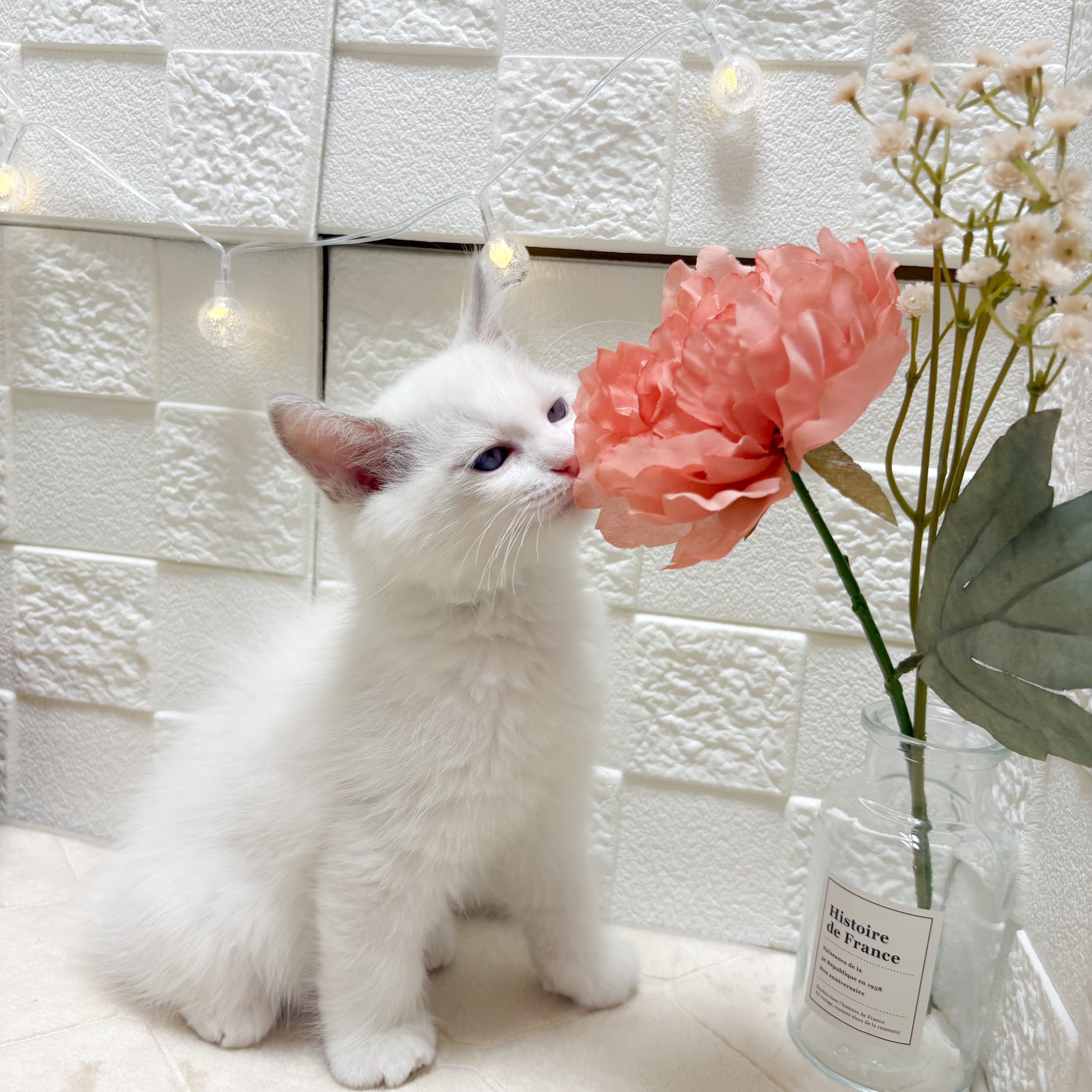 生体画像９