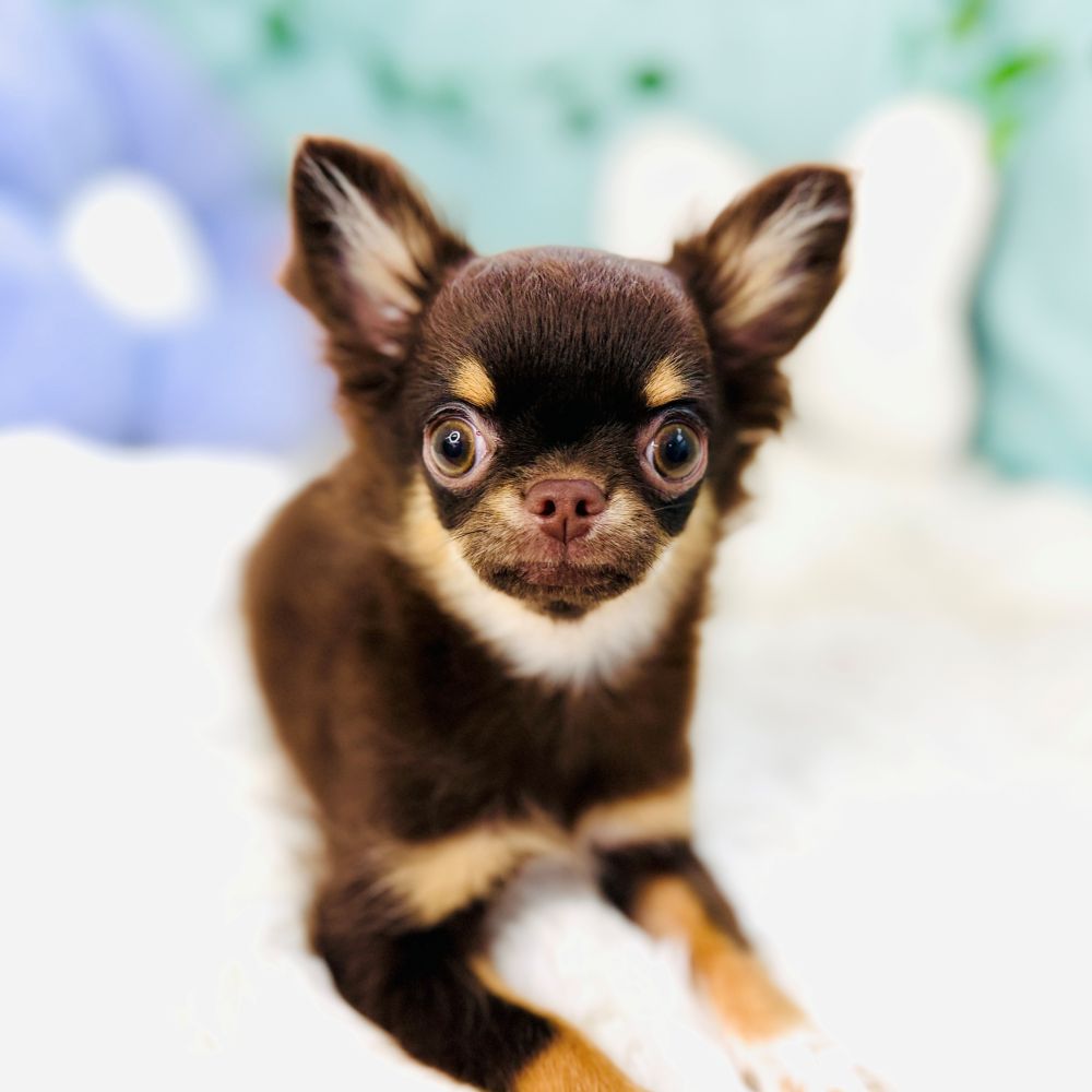 愛知県のチワワ(ロング) (犬の家＆猫の里愛知刈谷店/2026年4月19日生まれ/男の子/チョコレートタン)の子犬の1枚目の画像