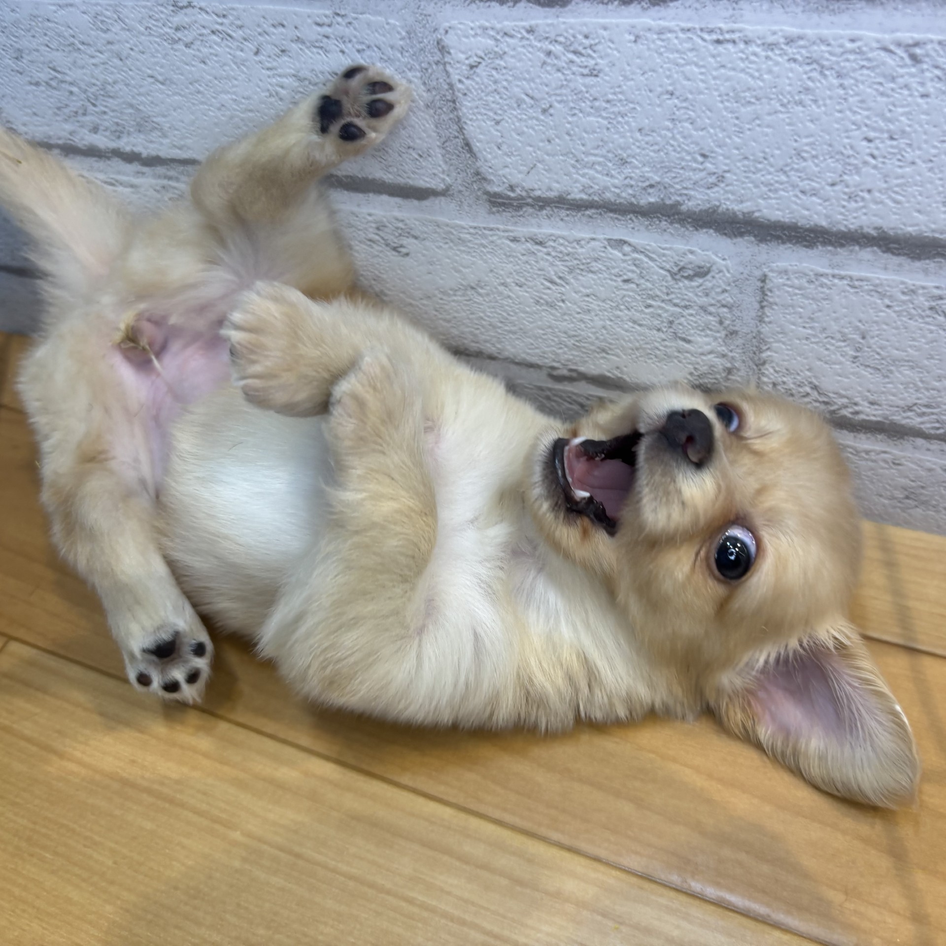 生体画像９