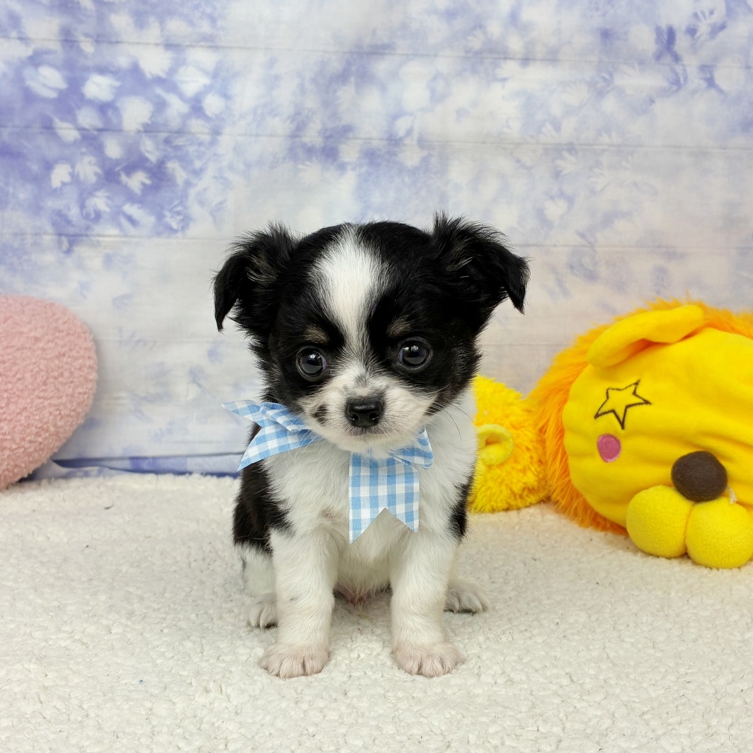 兵庫県のチワワ(ロング) (犬の家＆猫の里川西店/2026年4月24日生まれ/男の子/ブラックホワイト)の子犬の1枚目の画像