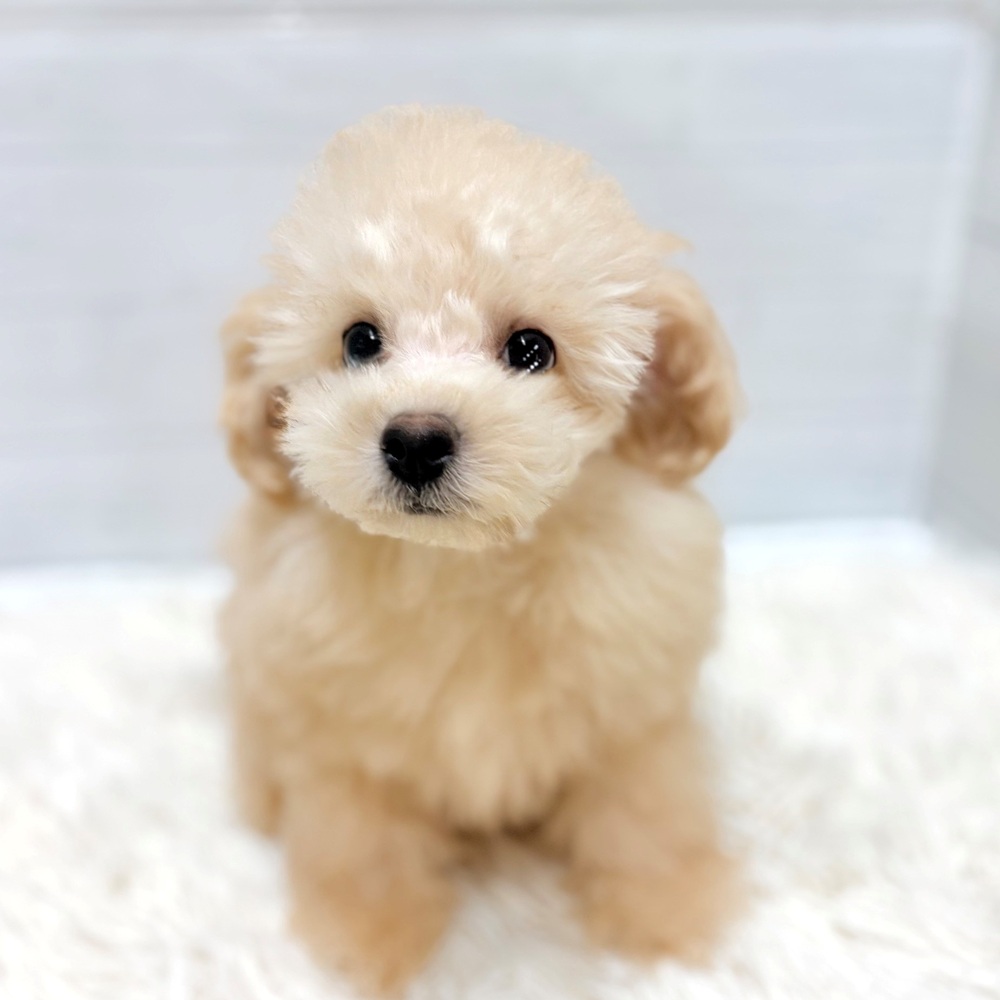 愛知県のトイプードル(タイニー) (犬の家＆猫の里豊田店/2026年4月25日生まれ/男の子/クリーム)の子犬の1枚目の画像