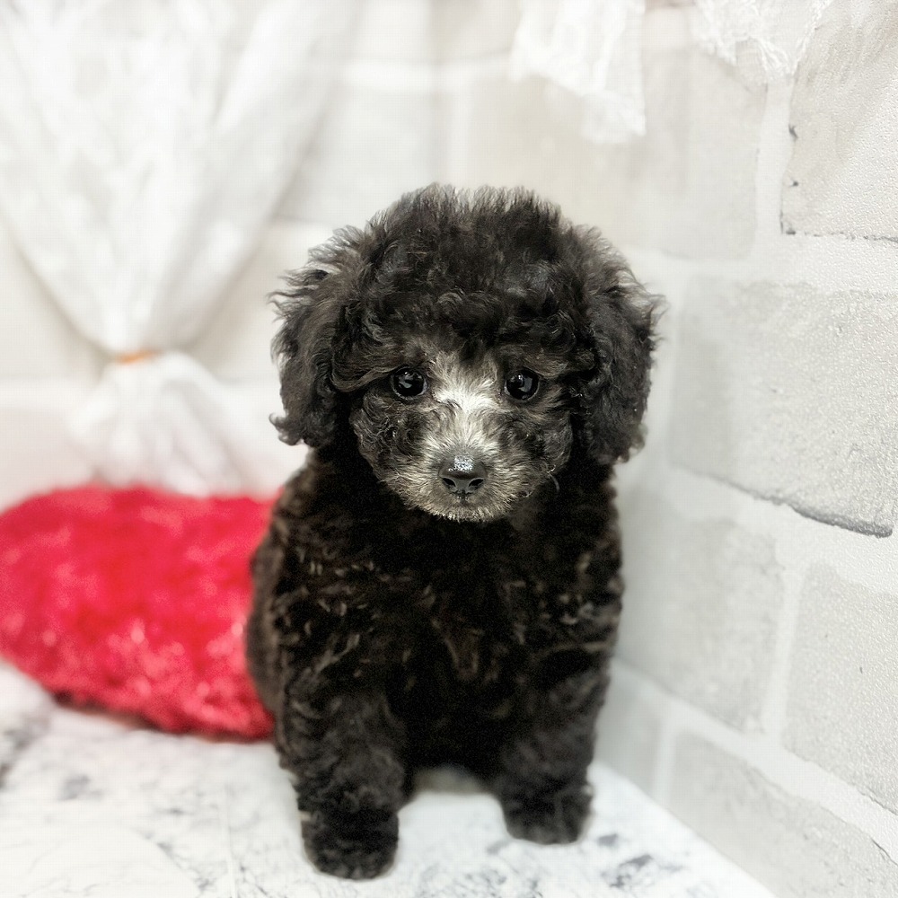 京都府のトイプードル(ティーカップ) (犬の家＆猫の里京都精華店/2026年4月21日生まれ/男の子/グレー)の子犬