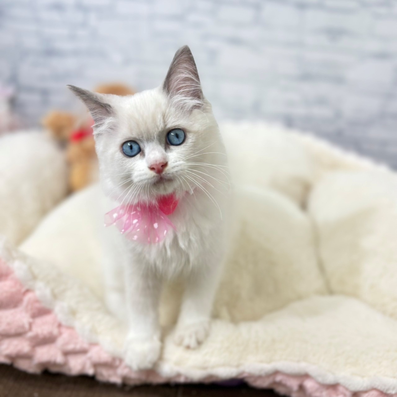 長野県のラグドール (犬の家＆猫の里長野店/2026年4月22日生まれ/女の子/ブルーポイントバイカラー)の子猫の1枚目の画像