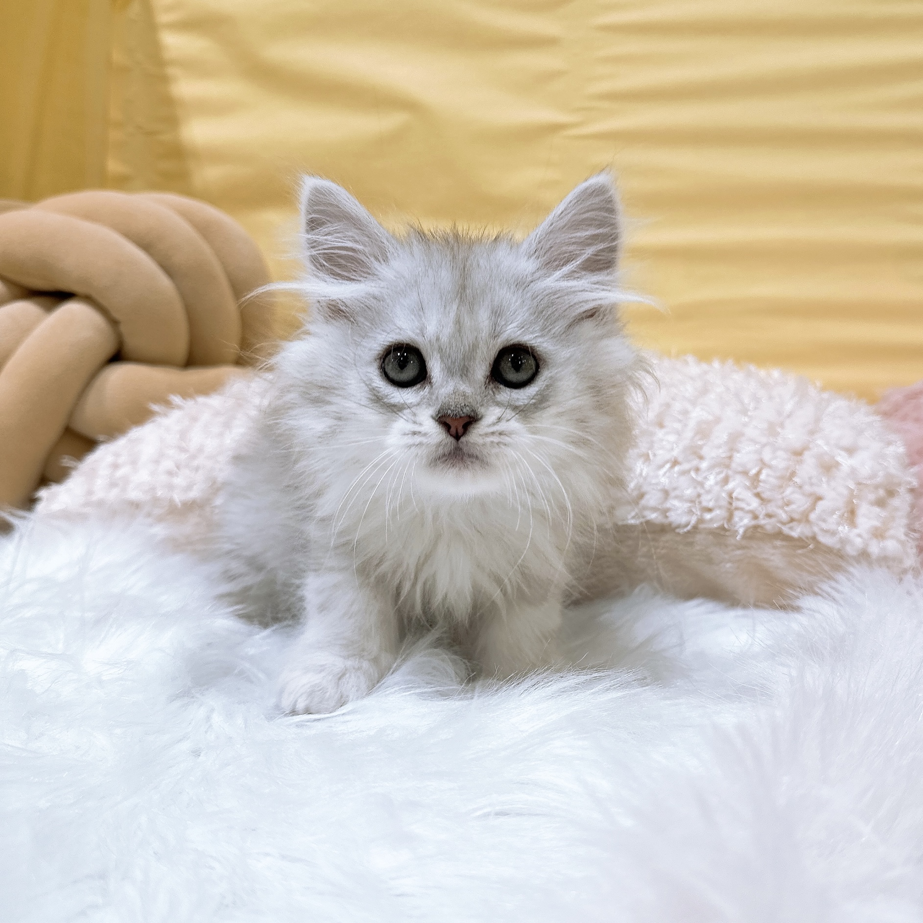 シルバー系のミヌエットの子猫一覧 | ペットショップ 犬の家&猫の里