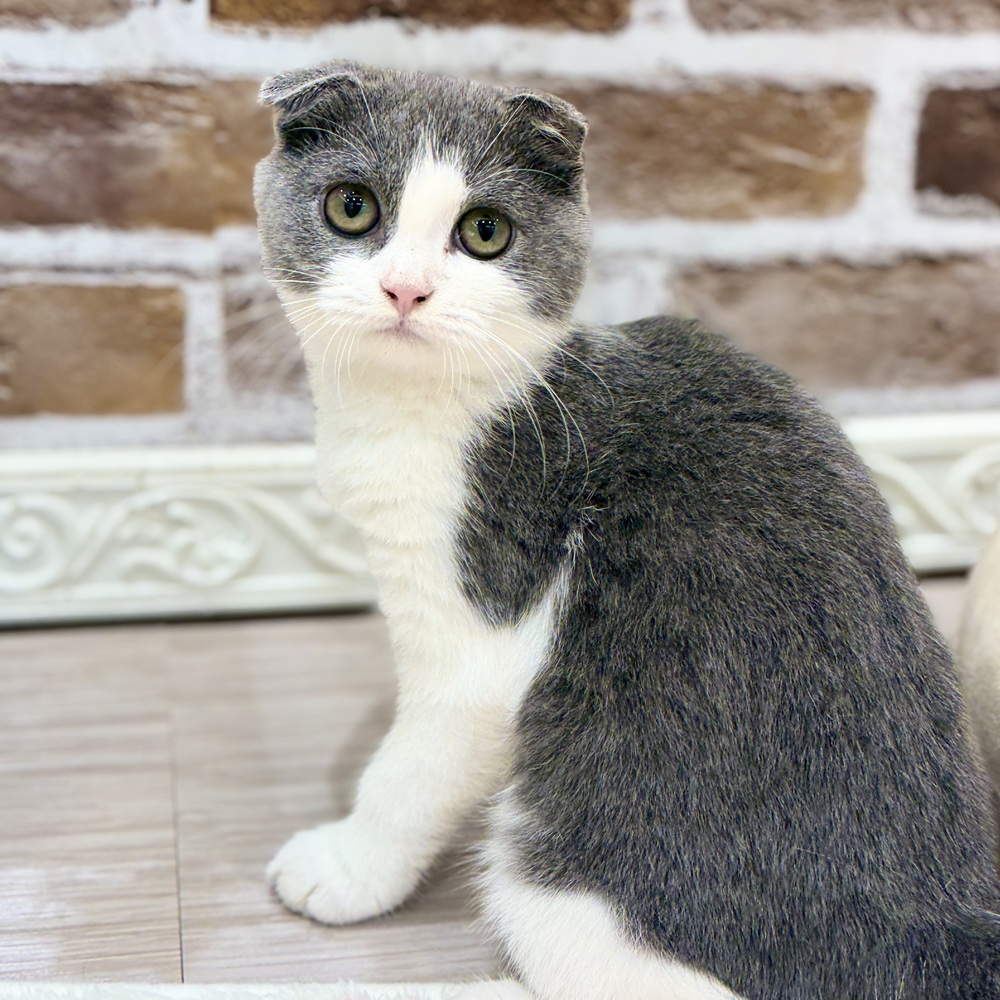 三重県のスコティッシュフォールド (犬の家＆猫の里三重桑名店/2026年5月1日生まれ/男の子/ブルータビーホワイト)の子猫の1枚目の画像