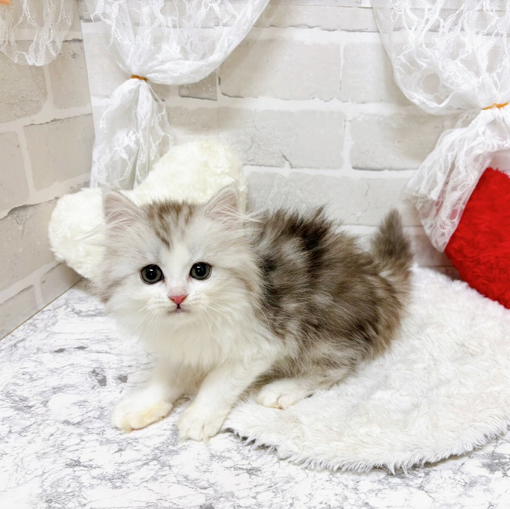 生体画像9