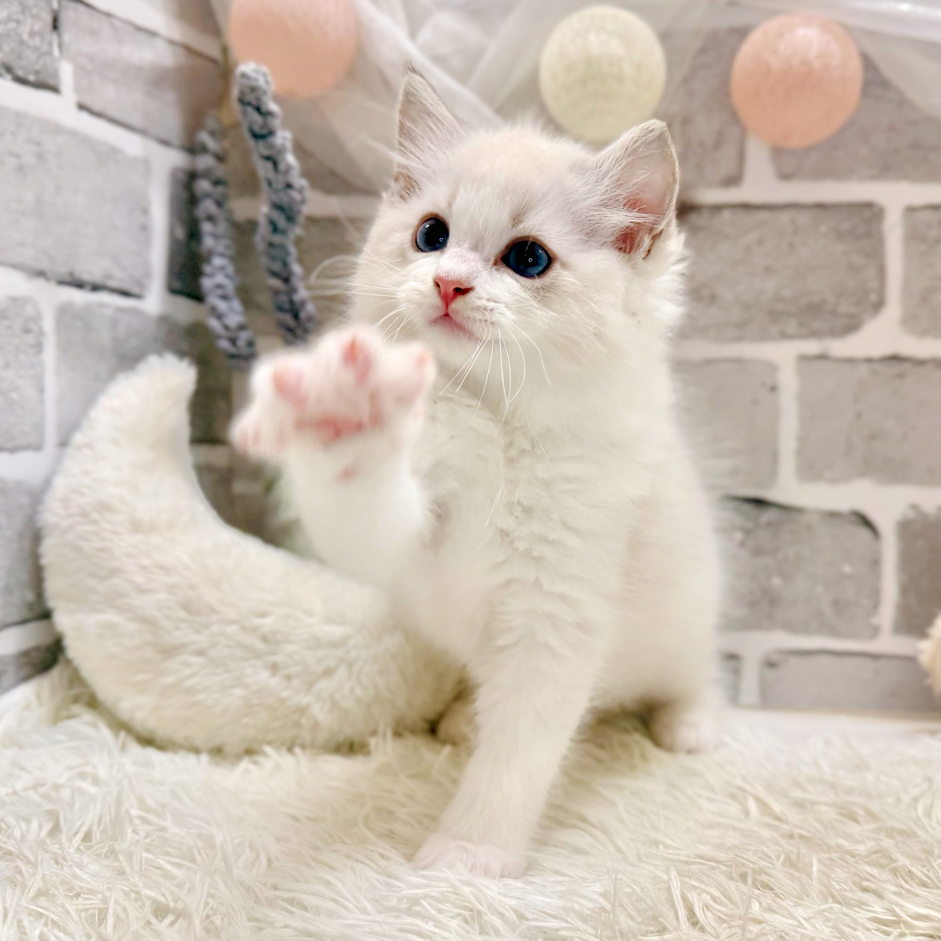 生体画像９