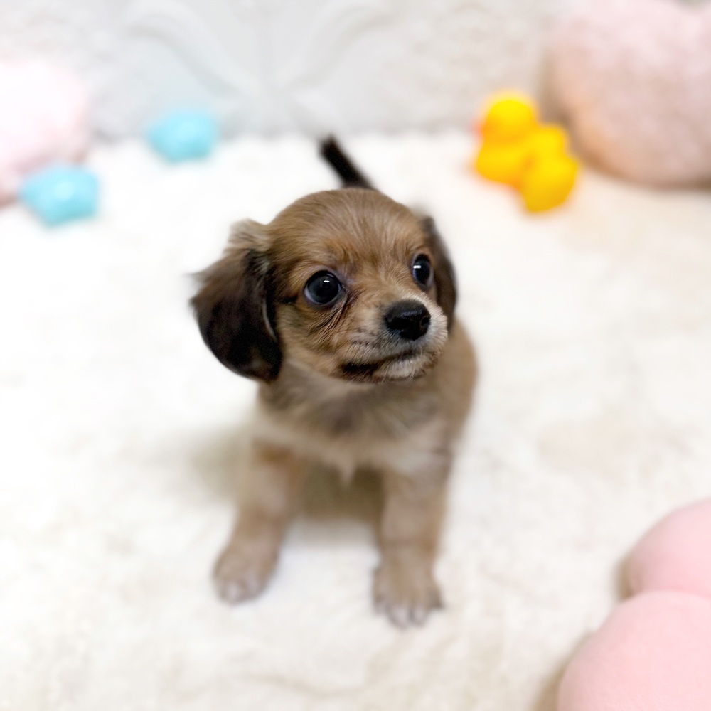 愛知県のチワックス(チワワ×ダックス) (犬の家＆猫の里岡崎店/2026年5月12日生まれ/男の子/レッド)の子犬の1枚目の画像