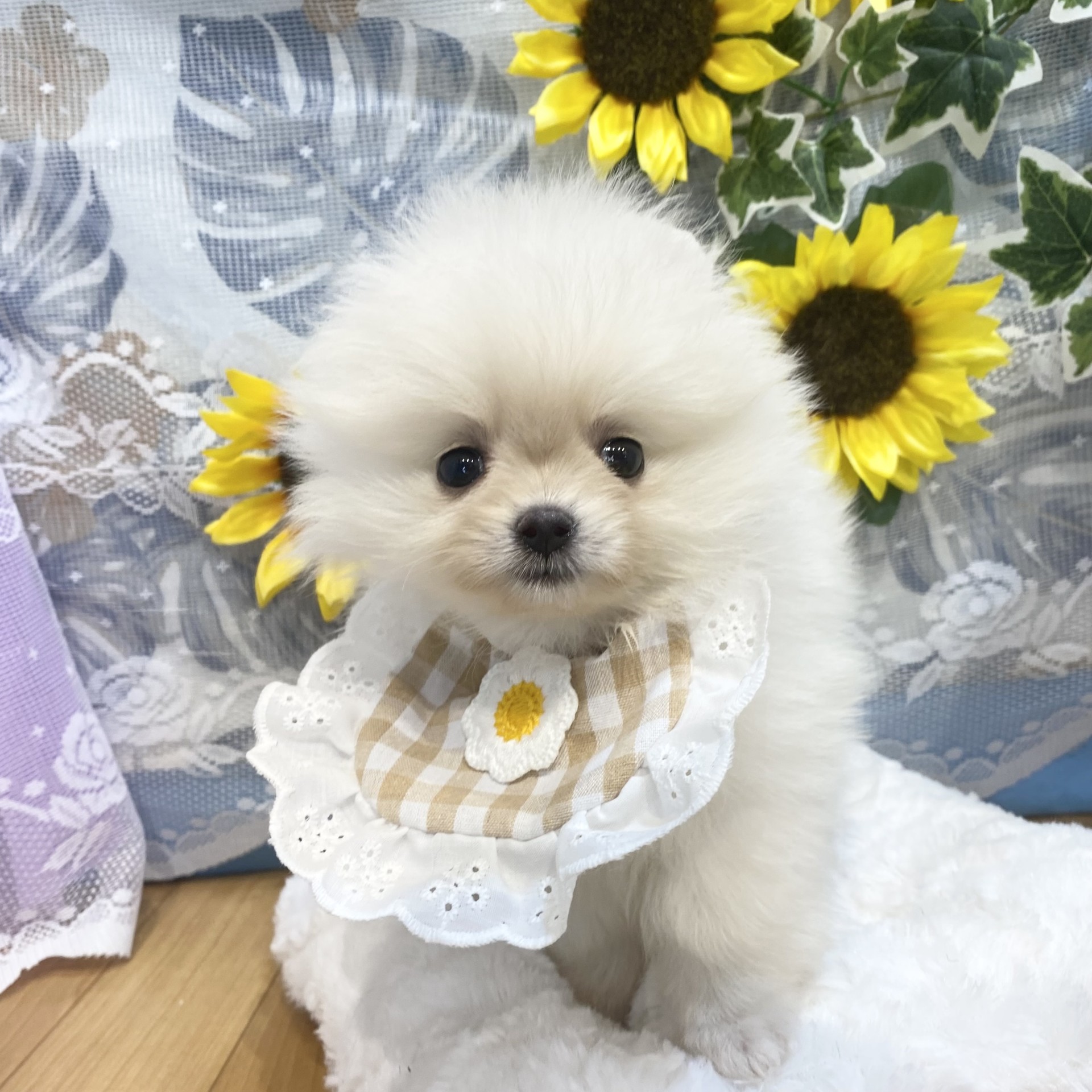 生体画像９