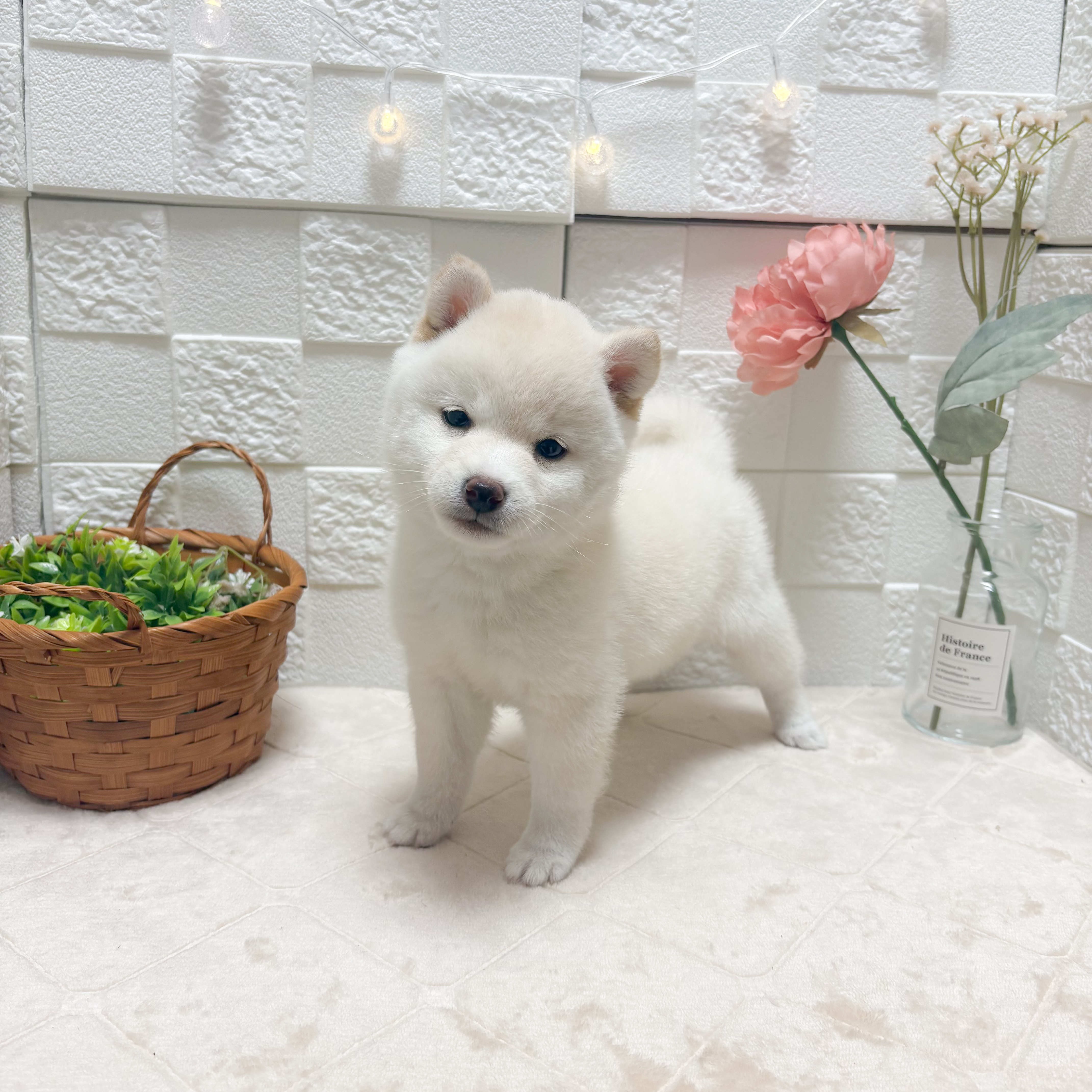 豆柴(白)の子犬を価格や特徴で探す|ペットショップ探すならペットミー