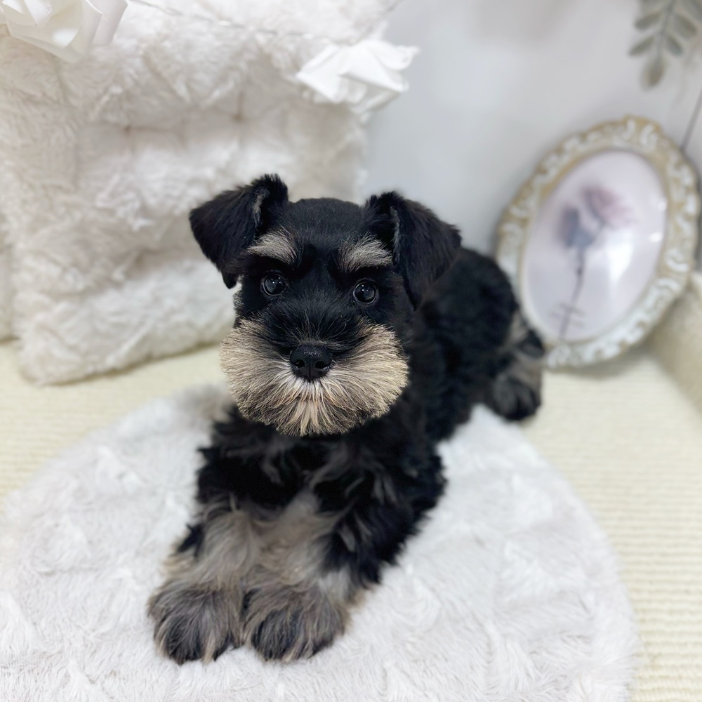 岐阜県のミニチュアシュナウザー (犬の家＆猫の里カラフルタウン岐阜店/2026年5月12日生まれ/女の子/ブラックシルバー)の子犬の1枚目の画像