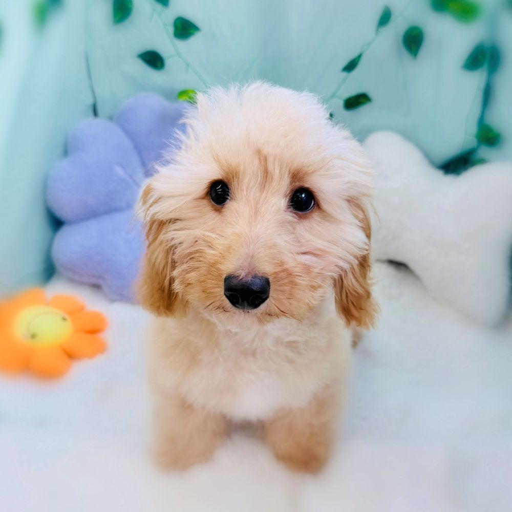 愛知県のダップー(ダックス×プードル) (犬の家＆猫の里愛知刈谷店/2026年5月13日生まれ/女の子/ゴールド)の子犬の1枚目の画像