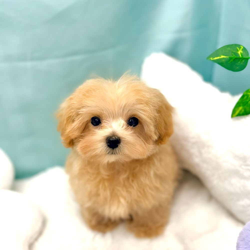 愛知県のマルプー(マルチーズ×プードル) (犬の家＆猫の里愛知刈谷店/2025年12月20日生まれ/男の子/アプリコット)の子犬の1枚目の画像